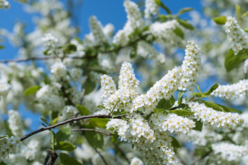 Spring background bird cherry