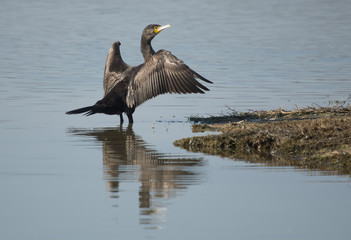 Great Cormorant, Phalacrocorax carbo