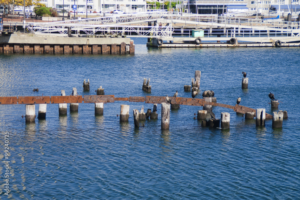 Wall mural river harbor and pier with birds in boston