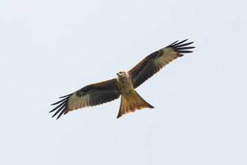 Black Kite (Milvus Migrans) in flight