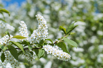 Spring background bird cherry