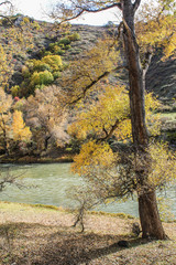 yellow tree near mountain river