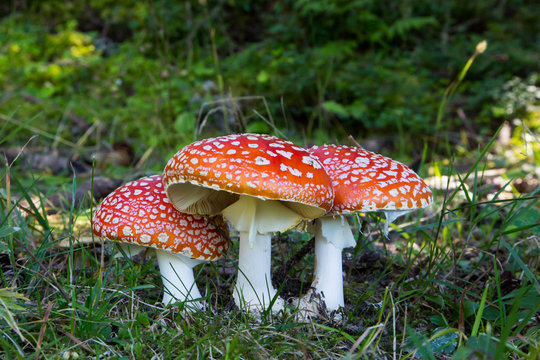 Several fly-agaric mushrooms in the grassland