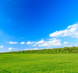 green field and blue sky
