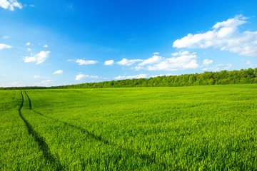 Naklejka premium zielone pole i błękitne niebo