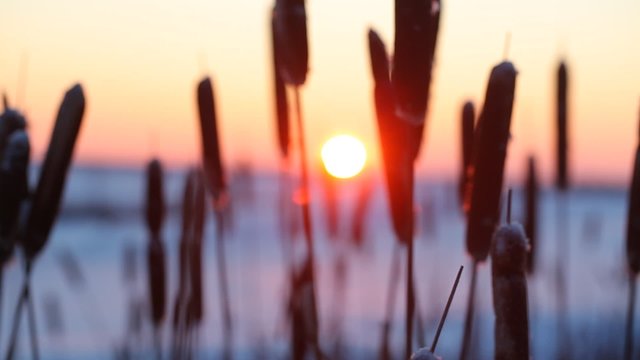 video stock footage bulrushes in the winter against the setting sun