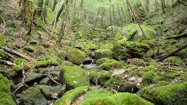 moss forests and babbling