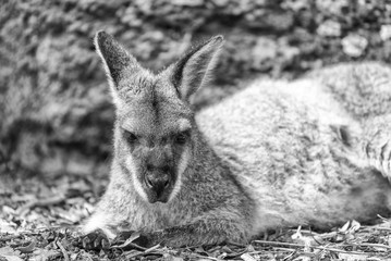 Kangaroo face expression, Australia © jovannig