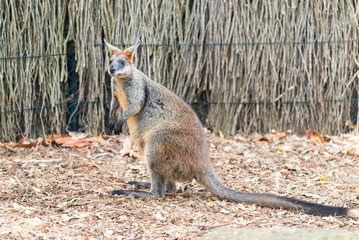 Kangaroo on a park, Australia © jovannig