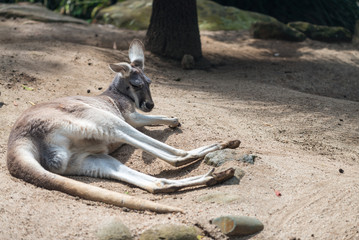 Kangaroo on a park, Australia © jovannig