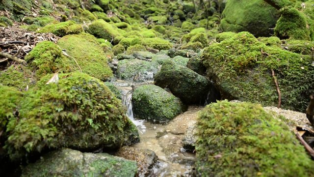 moss forests and babbling