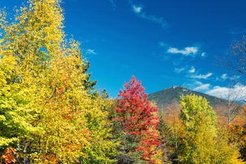 Autumnal landscape. Leaves and trees background, red foliage