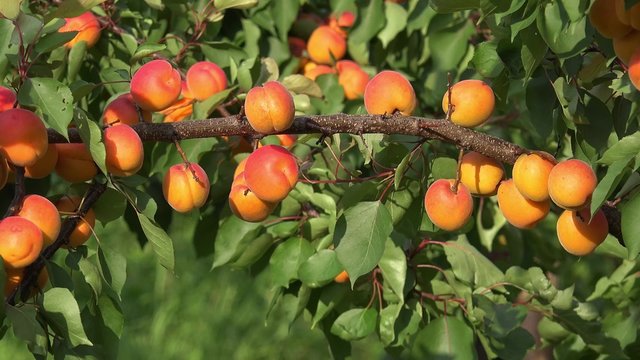 Peach fruits hanging on Peach tree