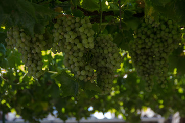 COSECHA CASTILLA TRIGO