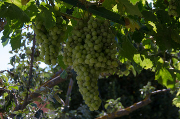 COSECHA CASTILLA TRIGO