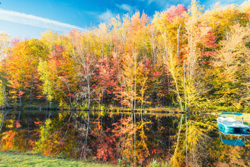 Fototapeta na wymiar Autumnal landscape. Leaves and trees background, red foliage