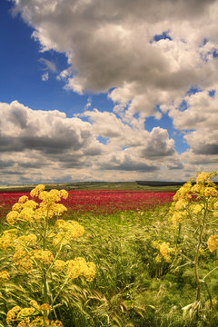 SPRINGTIME. Alta Murgia National Park: field of purple flowers. Apulia-ITALY-It is a limestone plateau,with wide fields and rocky outcrops,grassland characterized by sheep