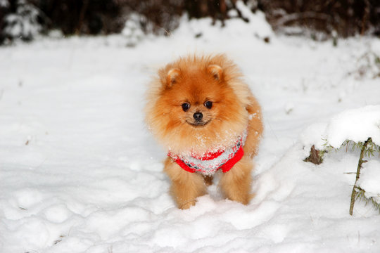Cute pomeranian dog in the winter forest. Dog in snowy forest. Clever dog