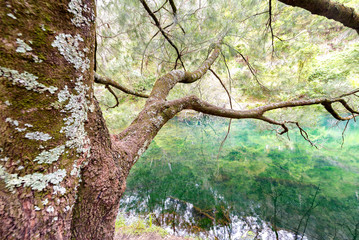 Trees of Blue Mountains, Australia