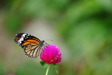 Fototapeta na wymiar Butterfly on pink flower