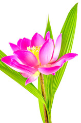  fleur de lotus et feuilles de palmier, fond blanc