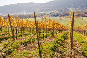 Mariastein, Dorf, Weinberg, Weinrebe, Weinstock, Kloster, Kloster Mariastein, Felder, Herbstfarben, Herbst, Schweiz