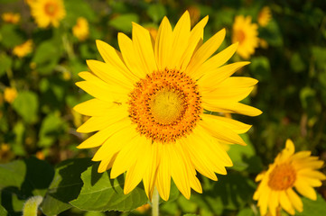 sunflower on the sunshine