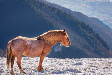 Horse in a cold winter pasture.