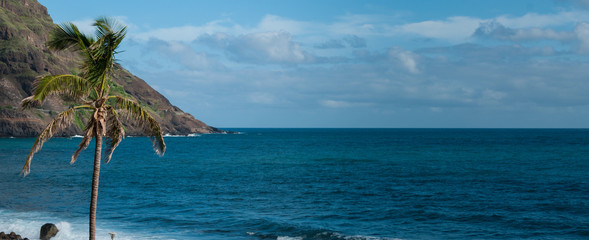 Palm tree in front of black rock stone beach coast on cape verde island
