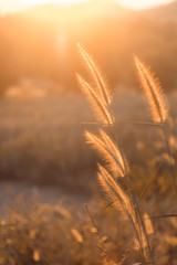 beautiful purple poaceae in sunrise