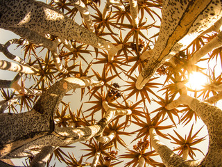Quiver tree bottom view