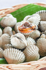 cockle shell
