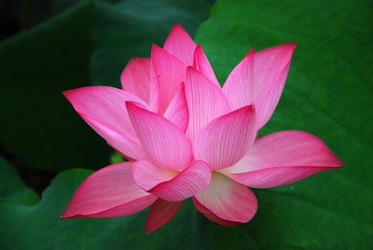 Fototapeta Blooming lotus 