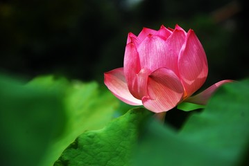 Blooming lotus 