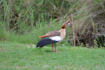 Ouette d'Egypte, canard