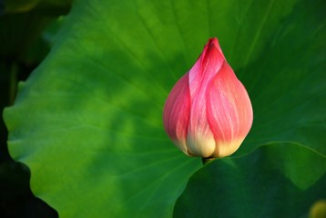 Blooming lotus 