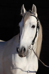 Thoroughbred white horse looking at stable door