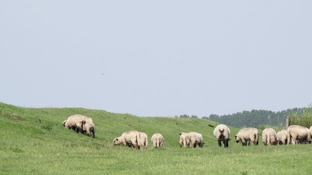 Sheep run away n meadow