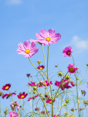Cosmos Flowers 9