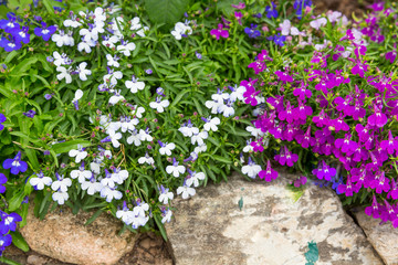 Small magenta and white flower decorate on stone