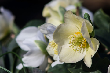 Obraz na płótnie Canvas Blüten der Christrose