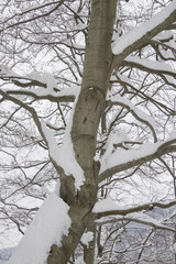 trees under snow