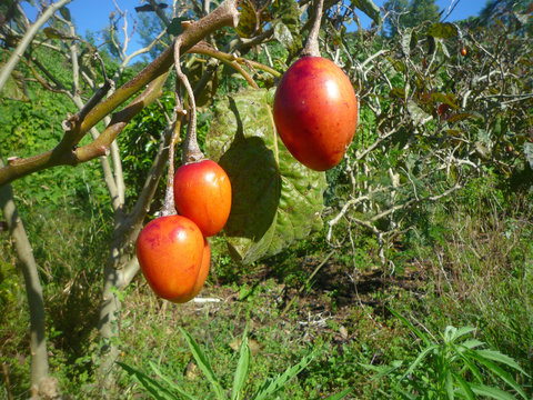 tomate arbuste