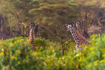 Naklejka premium Drei neugierige Giraffen