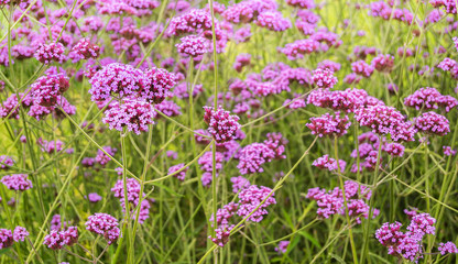 Naklejka premium Verbena Bonariensis flowers