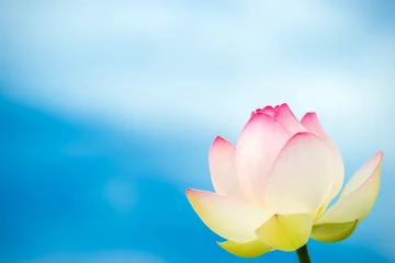 Photo sur Aluminium fleur de lotus 青空をバックにした蓮の花