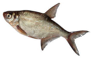 River Fish Isolated on white background. roach, Bream
