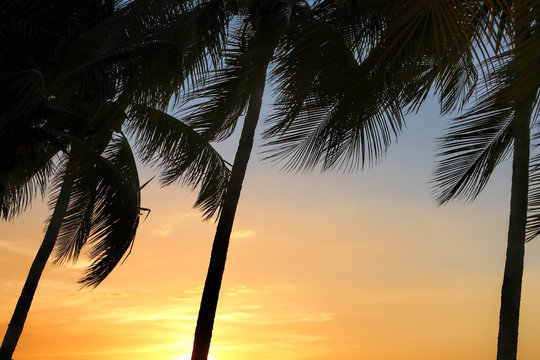 Silhouette of row of palm trees