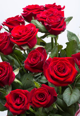 bouquet of blossoming dark red roses