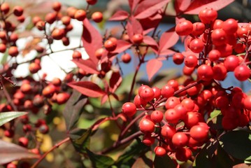 red berries
